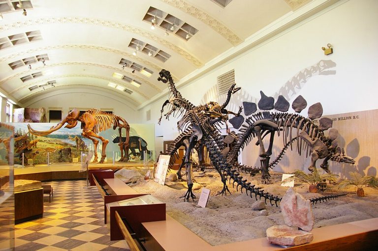 Natural History Museum of Utah Scott Catron CC BY SA 2.0 768x511