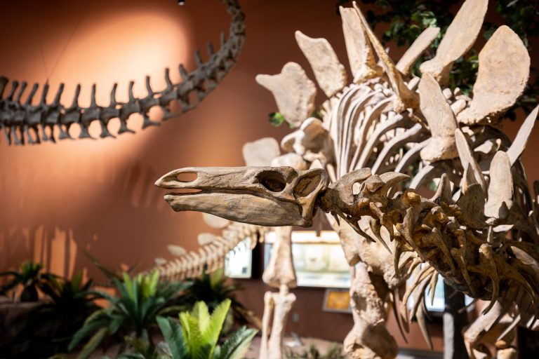 New Mexico Museum of Natural History Science dino exhibit. Photo credit New Mexico Museum of Natural History Science Facebook 768x512