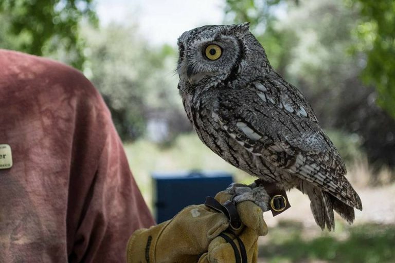 Rio Grande Nature Center State Park live owl demonstration. Photo credit Friends of the Rio Grande Nature Center Facebook 768x512