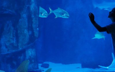 SEA LIFE Arizona Aquarium