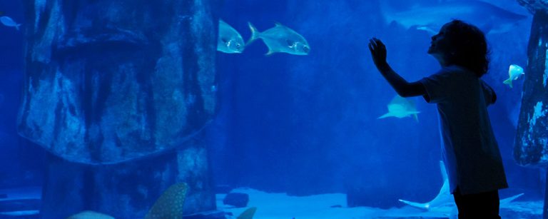 SEA LIFE Arizona Aquarium website 1 768x307