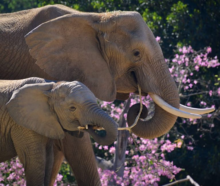 San Diego Zoo Safari Park elephants. Photo credit Wildlife Care Specialist Evan 768x649