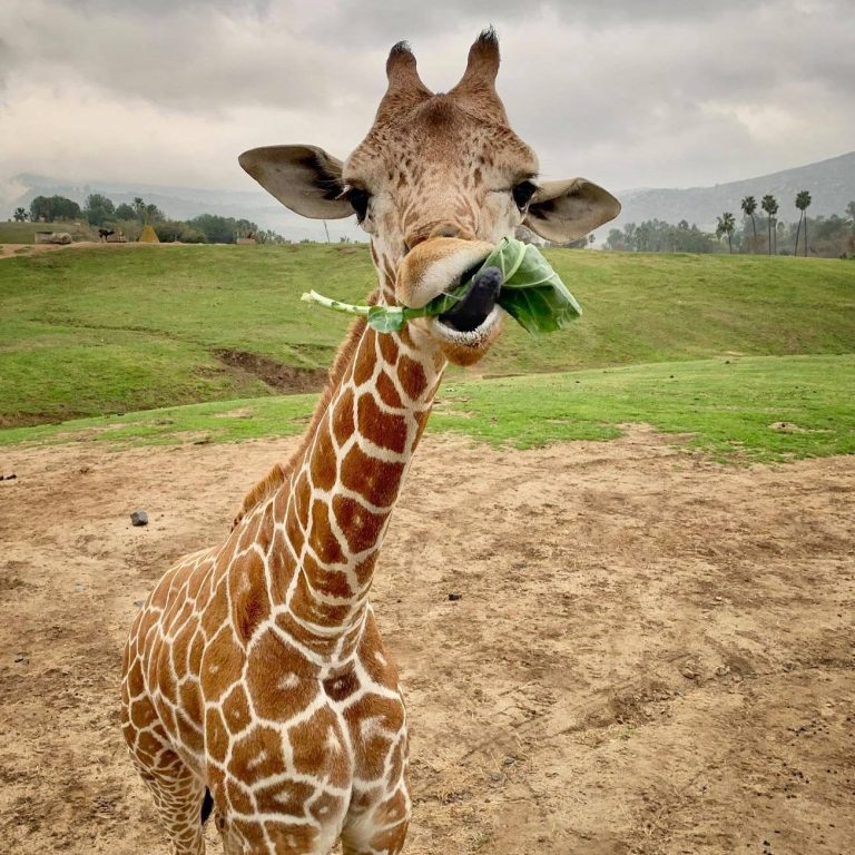 San Diego Zoo Safari Park giraffe adventures. Photo credit Wildlife Care Specialist Matt 768x768