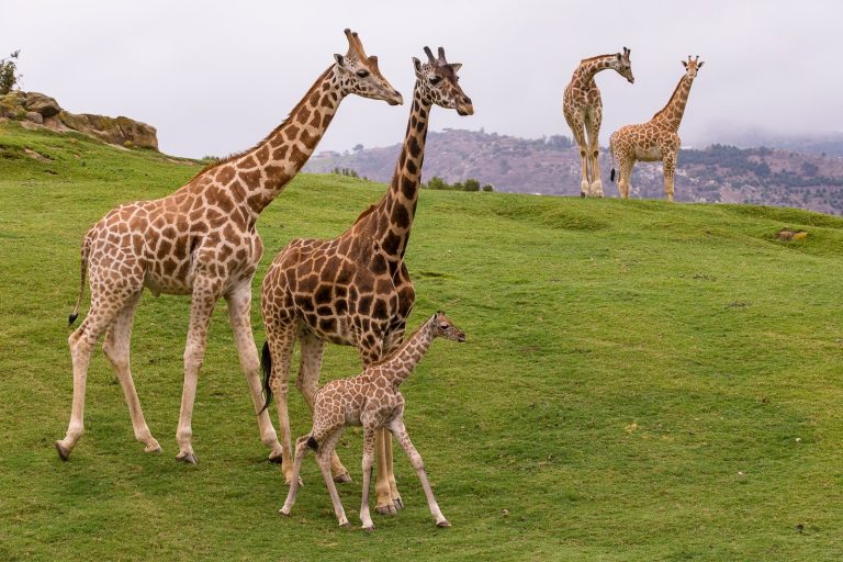 San Diego Zoo Safari Park giraffes on a hill. Photo credit San Diego Zoo Safari Park Facebook 768x512