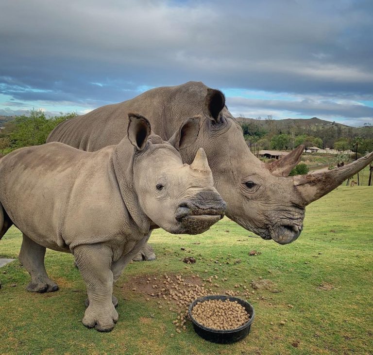 San Diego Zoo Safari Park rhinos. Photo credit Wildlife Care Specialist Matt 768x732