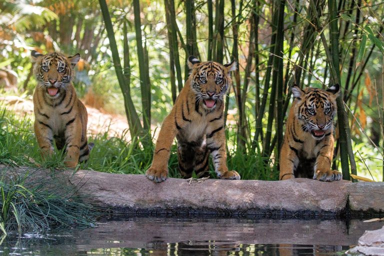 San Diego Zoo Safari Park tiger cubs. Photo credit San Diego Zoo Safari Park Facebook 768x512