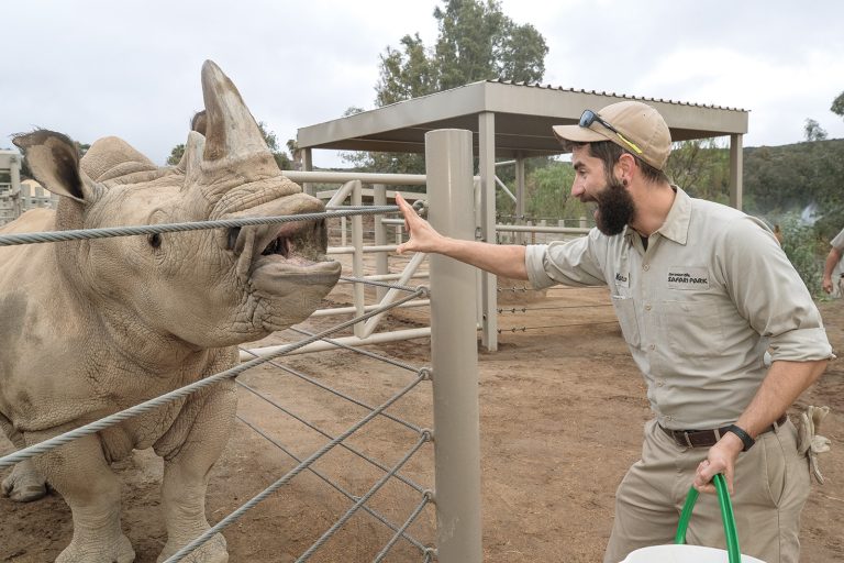 San Diego Zoo Safari Park zookeeper with rhino. Photo credit San Diego Zoo Safari Park Facebook 768x512