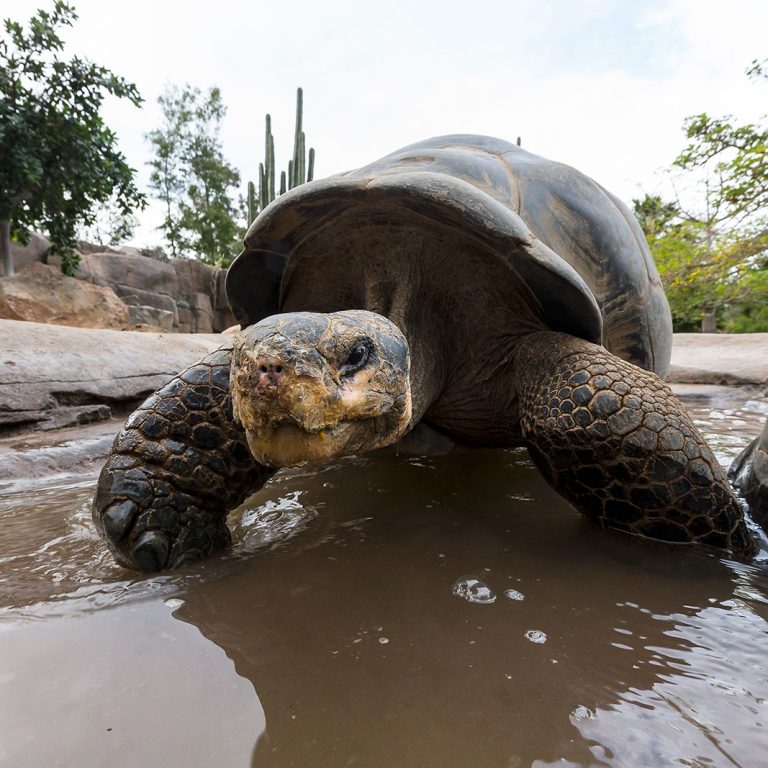 San Diego Zoo tortoise. Photo credit San Diego Zoo Facebook 768x768