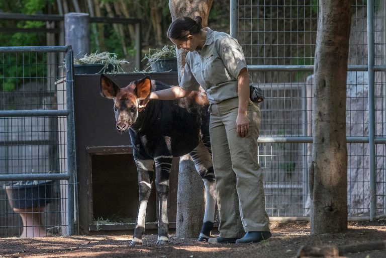 San Diego Zoo zookeeper. Photo credit San Diego Zoo Facebook 768x513