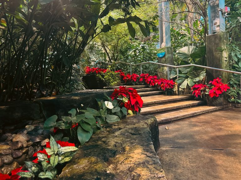 Texas Discovery Gardens butterfly conservation area. Photo credit Texas Discovery Gardens at Fair Park Facebook 768x576