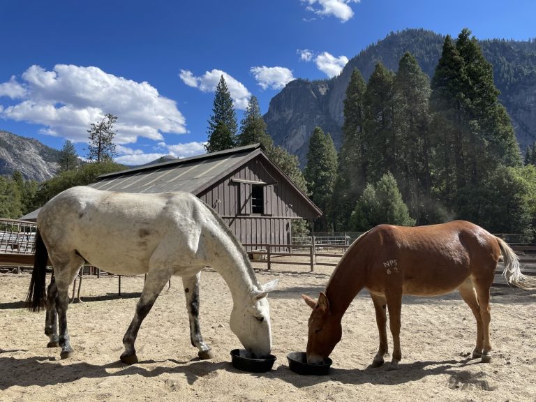 Yosemite National Park ponies. Photo credit Yosemite National Park Facebook 768x576