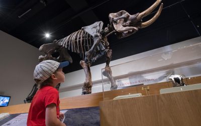 New York State Museum