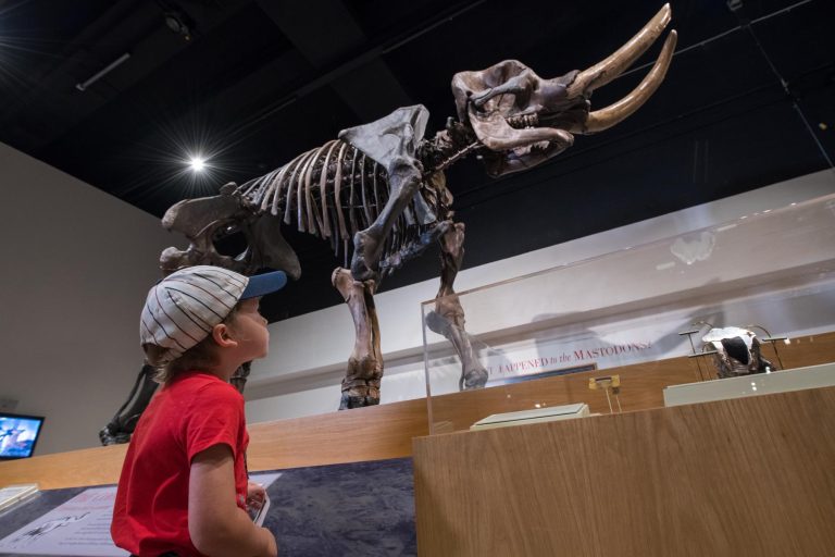 New York State Museum 1 768x512