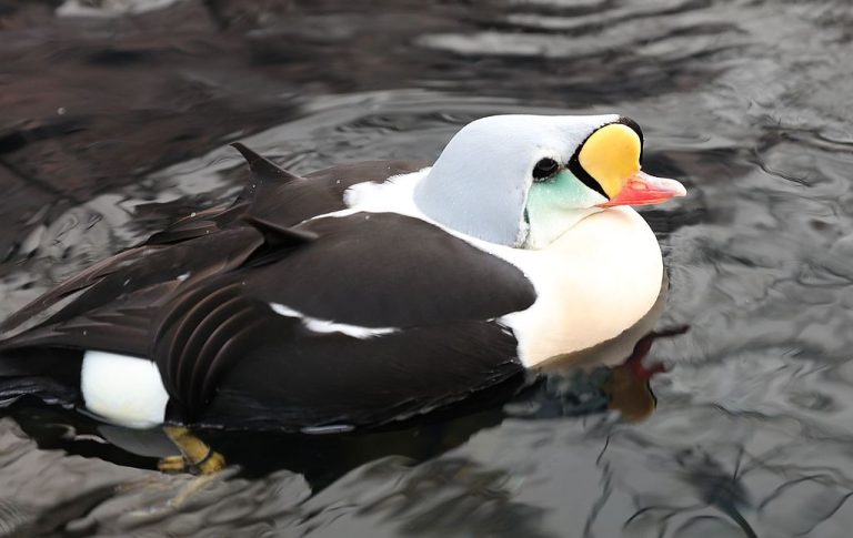 Alaska SeaLife Center Enrico Blasutto CC BY SA 4.0 2 768x485