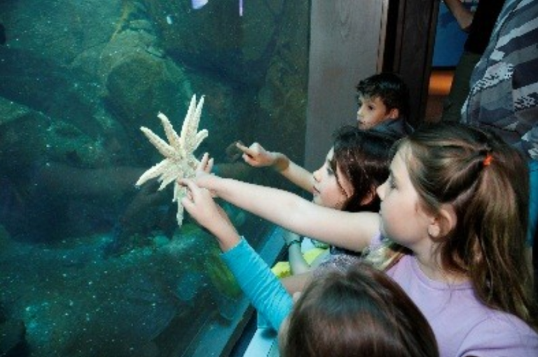 Alaska SeaLife Center website 1 768x510