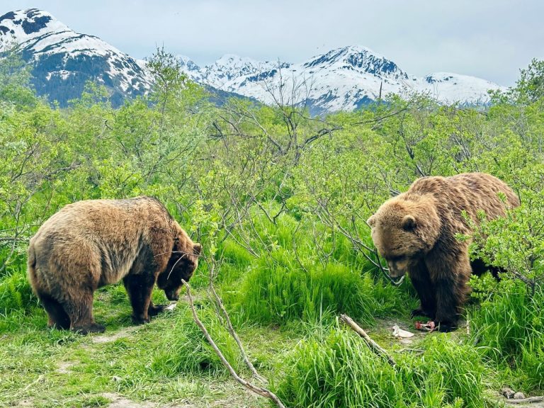Alaska Wildlife Conservation Center website 1 768x576