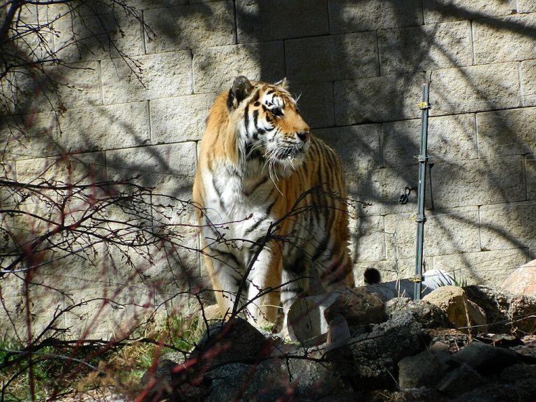 Cheyenne Mountain Zoo Obeastly CC BY SA 4.0 768x576