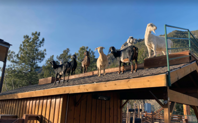 Cheyenne Mountain Zoo