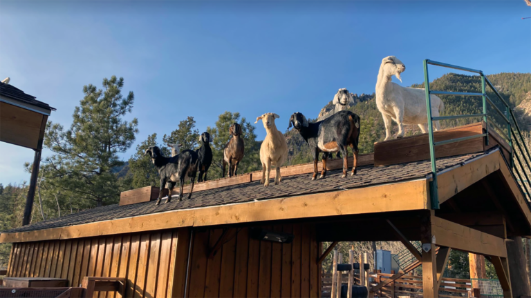 Cheyenne Mountain Zoo website 1 768x432