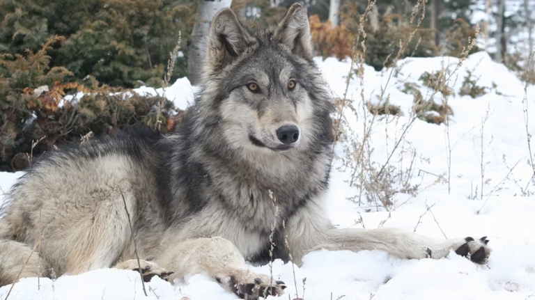 Colorado Wolf and Wildlife Center website 1 768x431