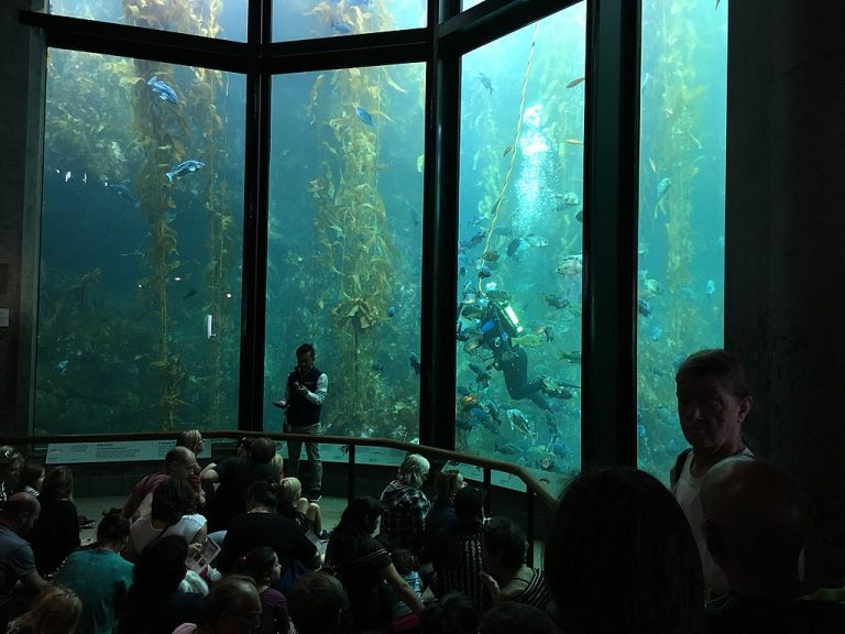 Monterey Bay Aquarium Rhinopias CC BY SA 4.0 768x576
