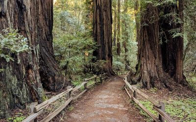 Muir Woods National Monument