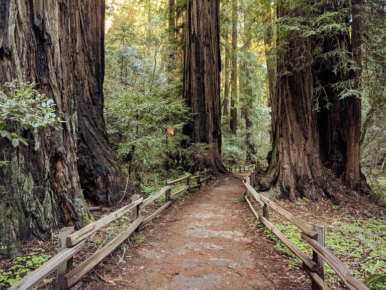Muir Woods National Monument Matthew Dillon from Hollywood CA USA CC BY 2.0 768x576