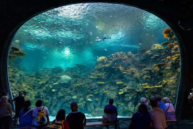 Seattle Aquarium website 1 768x512