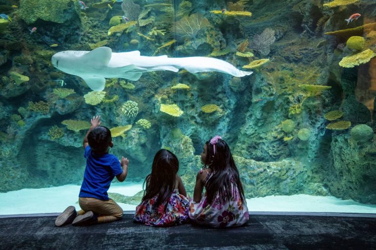 Seattle Aquarium website 4 768x512