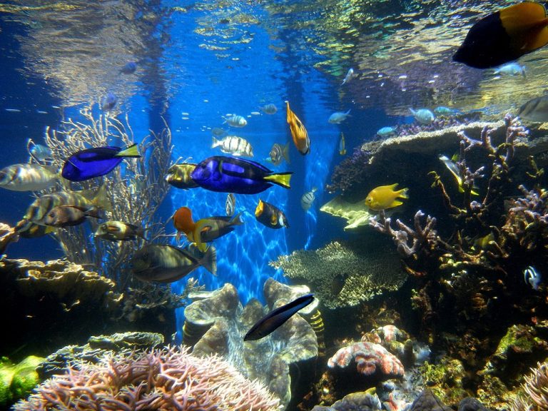 Waikiki Aquarium Janine from Mililani Hawaii United States CC BY 2.0 768x576