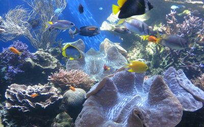 Waikīkī Aquarium