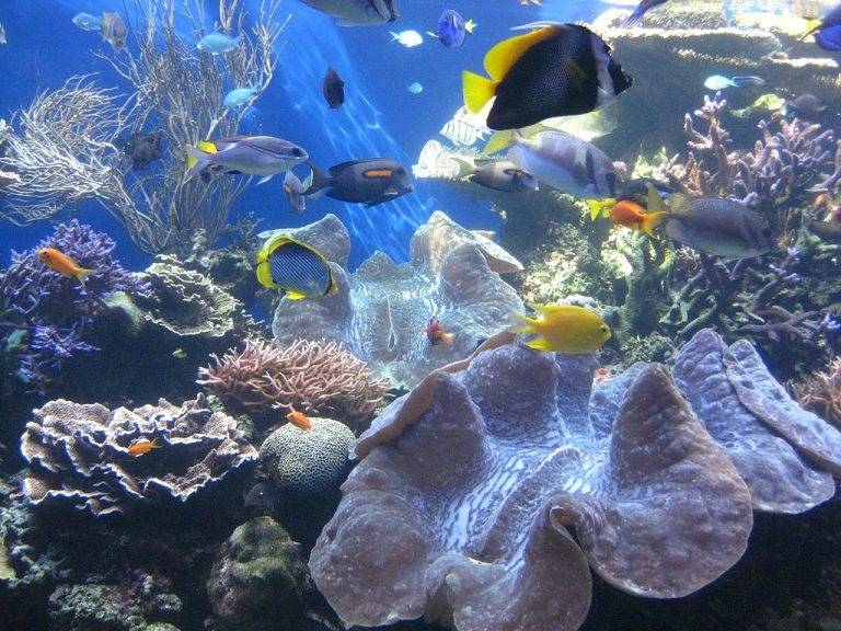 Waikiki Aquarium Meowmeow10 CC BY SA 3.0 768x576