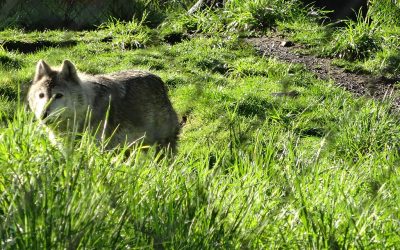 Wolf Haven International