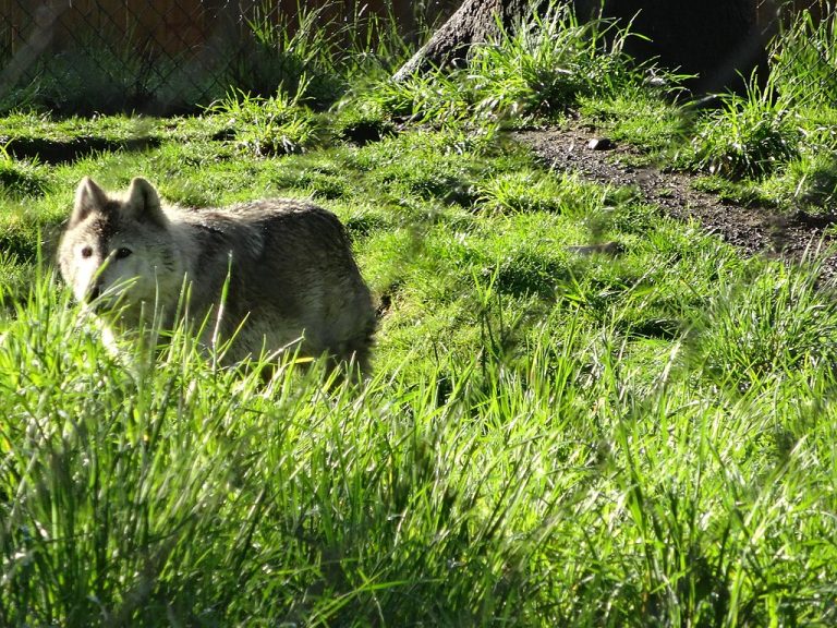 Wolf Haven International Comcast Washington State CC BY 2.0 768x576