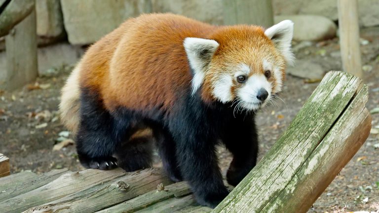 Zoo Boise website 3 768x432