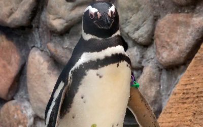 Zoo Boise