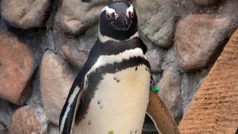 Zoo Boise website 4 768x432