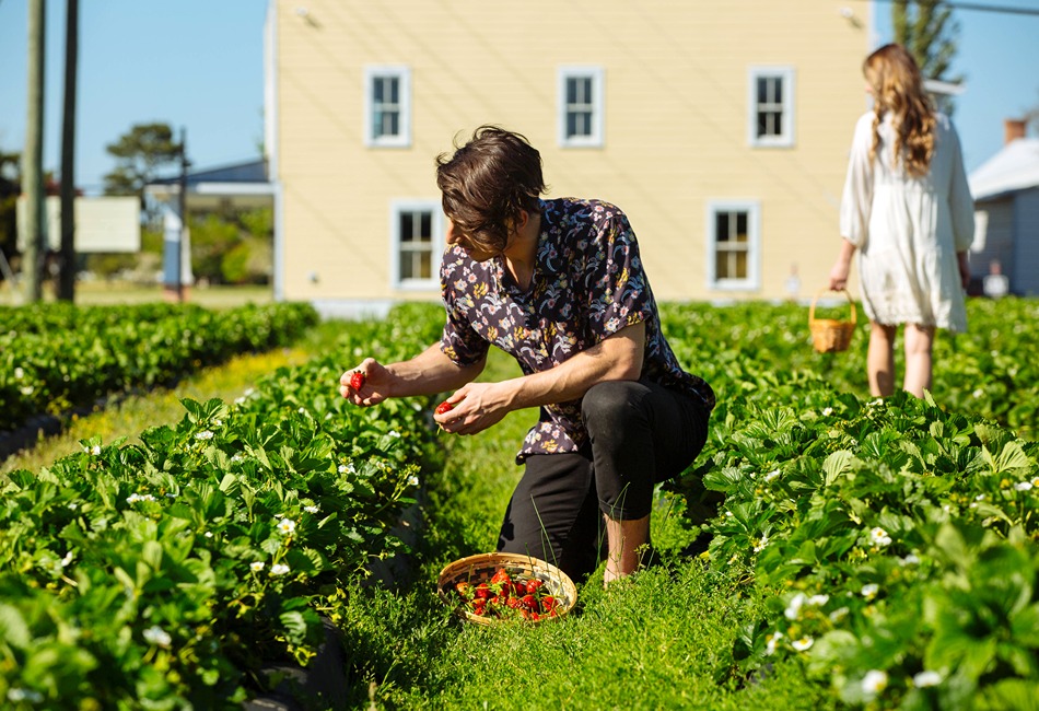 Visit a U-Pick Farm