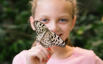 The Butterfly Palace & Rainforest Adventure