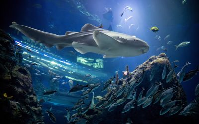 Mississippi Aquarium