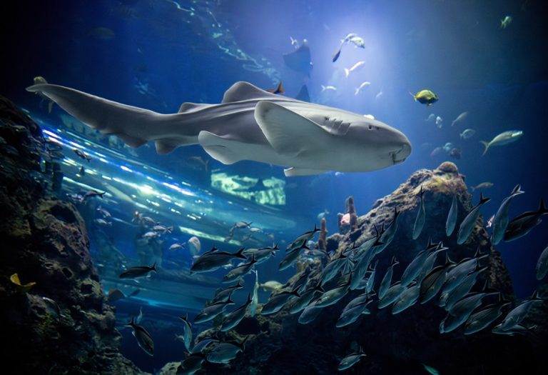 Mississippi Aquarium exhibit. Coastal Mississippi 768x525
