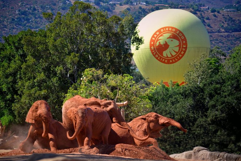 San Diego Zoo Safari Park elephants. Credit San Diego Zoo Safari Park Facebook 768x512