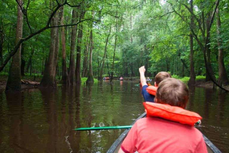Explore wilderness shaped by water at Congaree National Park in Hopkins SC. Credit NPS 768x512
