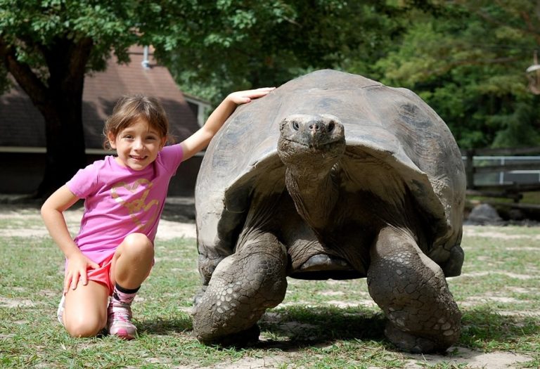 Metro Richmond Zoo 2. Credit Metro Richmond Zoo Facebook 768x525